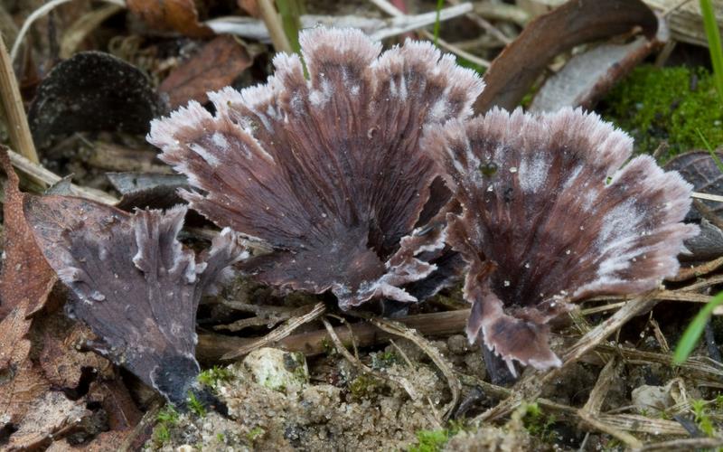 Thelephora caryophyllea